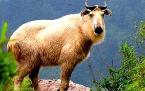 Điều này cũng có nghĩa là mặc dù số lượng hoang dã của chúng không nhiều, nhưng nếu con người thực hiện tốt công tác bảo vệ, linh ngưu không có nguy cơ tuyệt chủng. Thực tế, gấu trúc hiện nay đã được bảo vệ và giảm xuống thành "loài dễ bị tổn thương", các loài động vật được bảo vệ khác cũng tương tự.