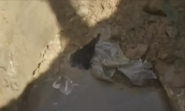 Phát hiện này đã dẫn đến việc mở ra một cuộc điều tra liên quan đến vụ mất tích đầy bí ẩn của một thiếu nữ 17 tuổi, Trịnh Tiểu Hoa, vào năm trước đó. Tiểu Hoa là một cô gái ngoan ngoãn, học giỏi, và luôn giúp đỡ gia đình. Cha mẹ cô là công nhân phải đi làm xa nhà, để lại cô trong sự chăm sóc của những người xung quanh. Trước khi mất tích, Tiểu Hoa từng là một học sinh gương mẫu và không hề có dấu hiệu gì bất thường.