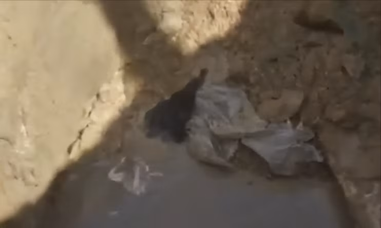 Phát hiện này đã dẫn đến việc mở ra một cuộc điều tra liên quan đến vụ mất tích đầy bí ẩn của một thiếu nữ 17 tuổi, Trịnh Tiểu Hoa, vào năm trước đó. Tiểu Hoa là một cô gái ngoan ngoãn, học giỏi, và luôn giúp đỡ gia đình. Cha mẹ cô là công nhân phải đi làm xa nhà, để lại cô trong sự chăm sóc của những người xung quanh. Trước khi mất tích, Tiểu Hoa từng là một học sinh gương mẫu và không hề có dấu hiệu gì bất thường.