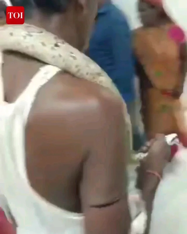 Sự kiện này diễn ra giữa bối cảnh Bhagalpur đang chìm trong lũ lụt, nơi các loài rắn độc như hổ lục Russell thường xuất hiện. Tình hình lũ lụt nghiêm trọng đã khiến nhiều loài động vật nguy hiểm, kể cả rắn và cá sấu gharial, tràn vào các khu dân cư, làm tăng mức độ căng thẳng và rủi ro cho người dân địa phương.