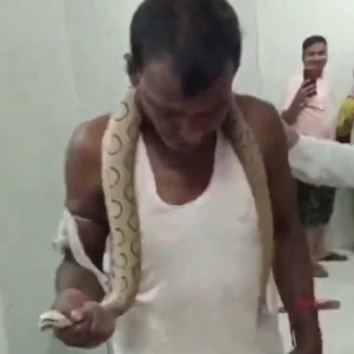 Một tình huống không tưởng vừa diễn ra tại Bhagalpur, Bihar, Ấn Độ khi một người đàn ông bước vào bệnh viện với một con rắn độc thuộc loài rắn hổ lục Russell có nọc độc rất mạnh quấn quanh cổ. Hành động của người đàn ông này đã nhanh chóng trở thành tâm điểm chú ý, không chỉ ở bệnh viện mà còn trên mạng xã hội khi sự việc được lan truyền với tốc độ chóng mặt.