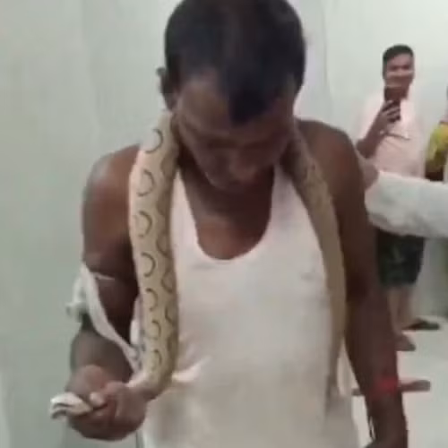 Một tình huống không tưởng vừa diễn ra tại Bhagalpur, Bihar, Ấn Độ khi một người đàn ông bước vào bệnh viện với một con rắn độc thuộc loài rắn hổ lục Russell có nọc độc rất mạnh quấn quanh cổ. Hành động của người đàn ông này đã nhanh chóng trở thành tâm điểm chú ý, không chỉ ở bệnh viện mà còn trên mạng xã hội khi sự việc được lan truyền với tốc độ chóng mặt.