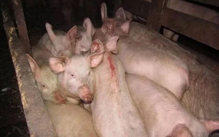 Trong cơn tức giận, Igor đã ra tay đánh đập dã man Milena, khiến cô bất tỉnh. Sau khi thấy thiếu nữ không còn phản ứng, thay vì tìm cách cứu giúp, Igor Zaika đã lạnh lùng bỏ mặc Milena trong chuồng lợn, khiến cô bị lợn cắn đến chết. Gã cũng đang bị cáo buộc tấn công tình dục khi nạn nhân bất tỉnh nhưng hiện Igor Zaika không nhận tội danh này.