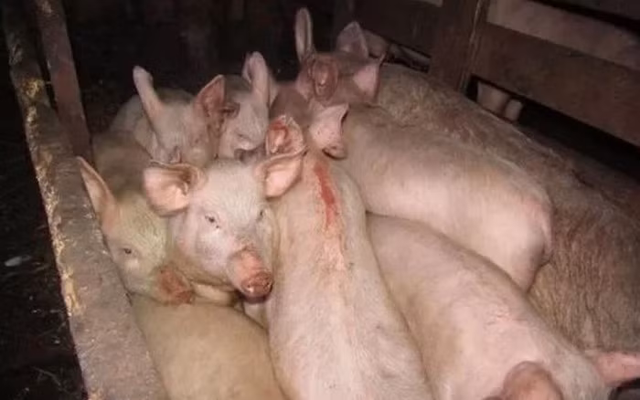 Trong cơn tức giận, Igor đã ra tay đánh đập dã man Milena, khiến cô bất tỉnh. Sau khi thấy thiếu nữ không còn phản ứng, thay vì tìm cách cứu giúp, Igor Zaika đã lạnh lùng bỏ mặc Milena trong chuồng lợn, khiến cô bị lợn cắn đến chết. Gã cũng đang bị cáo buộc tấn công tình dục khi nạn nhân bất tỉnh nhưng hiện Igor Zaika không nhận tội danh này.