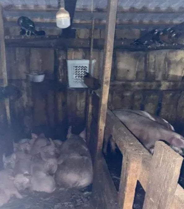 Sự nghi ngờ càng được củng cố khi cảnh sát phát hiện mối quan hệ bất hòa giữa cha của Milena Shevelyova và Igor Zaika, một người hàng xóm 40 tuổi, có tiếng là nóng tính và hay gây gổ trong khu vực. Ngay sau khi bị khoanh vùng và trở thành tâm điểm điều tra, Igor Zaika đã nhiều lần bị cảnh sát thẩm vấn. Trước áp lực điều tra ngày càng tăng, Igor Zaika cuối cùng đã cúi đầu nhận tội.