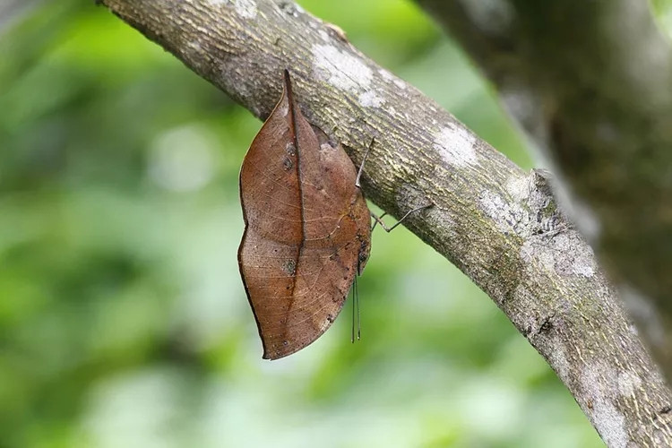 2. Bướm lá khô: Mặt dưới của cánh loài bướm này thực sự là một tác phẩm nghệ thuật tiến hóa đáng chú ý, chúng trông giống hệt một chiếc lá chết với hình dạng phù hợp, màu nâu phai, đốm, gân và gân giữa, thậm chí nó mô phỏng cả các cạnh lởm chởm. Trong khi đó, mặt trên của cánh loài côn trùng này lại có màu sắc tươi sáng đặc trưng hơn ở loài bướm. Nếu đang tìm bạn tình, chúng sẽ khoe sắc, nếu muốn trốn tránh kẻ săn mồi, chúng chỉ cần khép cánh lại.