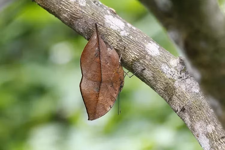 2. Bướm lá khô: Mặt dưới của cánh loài bướm này thực sự là một tác phẩm nghệ thuật tiến hóa đáng chú ý, chúng trông giống hệt một chiếc lá chết với hình dạng phù hợp, màu nâu phai, đốm, gân và gân giữa, thậm chí nó mô phỏng cả các cạnh lởm chởm. Trong khi đó, mặt trên của cánh loài côn trùng này lại có màu sắc tươi sáng đặc trưng hơn ở loài bướm. Nếu đang tìm bạn tình, chúng sẽ khoe sắc, nếu muốn trốn tránh kẻ săn mồi, chúng chỉ cần khép cánh lại.