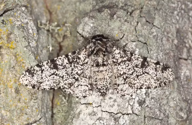 8. Bướm đêm tiêu: Loài bọ có khả năng thích nghi đáng kinh ngạc này thường được dùng làm ví dụ điển hình về quá trình chọn lọc tự nhiên đang diễn ra. Ban đầu, chúng tiến hóa theo thiết kế "có đốm" để hòa nhập hoàn hảo khi đậu trên cây và địa y màu sáng. Nhưng do ô nhiễm quá mức trong cuộc Cách mạng Công nghiệp ở Anh, nhiều địa y đã chết và cây cối bị đen do bồ hóng. Điều này giúp động vật ăn thịt dễ dàng tìm thấy bướm đêm hơn, vì vậy quần thể bắt đầu tiến hóa theo màu tối hơn, có bồ hóng. Ngày nay, loài bướm đêm tiêu có màu nhạt hơn lại trở nên phổ biến vì tiêu chuẩn môi trường đã được cải thiện.