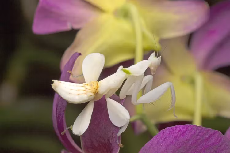 5. Bọ ngựa phong lan: Loài săn mồi này đến từ các khu rừng nhiệt đới Đông Nam Á. Chúng có thể trông giống như loài hoa rực rỡ nhưng thực chất chúng là những kẻ sát nhân tàn nhẫn. Bọ ngựa phong lan sử dụng lớp ngụy trang bắt chước cánh hoa để thu hút và ẩn náu khỏi con mồi. Khi ruồi và các loài thụ phấn khác tiếp cận bông hoa với những giấc mơ về mật hoa ngọt ngào, bọ ngựa phong lan sẽ tấn công.