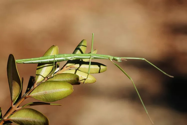 4. Bọ que: Bọ que thuộc bộ Phasmatodea thực sự là một trong những sinh vật kỳ lạ nhất trên hành tinh. Chúng được tìm thấy ở mọi châu lục ngoại trừ Nam Cực. Cơ thể của chúng đã trở nên dài đến mức chúng trông giống như que, cành cây hoặc cành cây mỏng. Khi nằm yên trên một đống cành cây hoặc ở đầu cành cây, bọ que gần như không thể phát hiện ra.