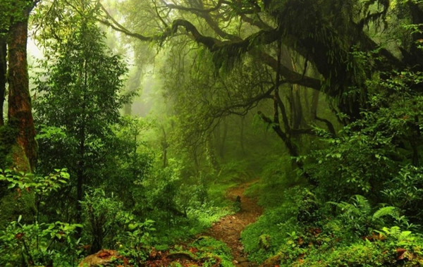 Dãy núi Trường Bạch, biểu tượng địa lý của vùng Đông Bắc, mang theo lịch sử dày đặc và màu sắc huyền bí luôn ẩn hiện trong tâm trí mọi người. Từ thời nhà Thanh, đã có những ghi chép về các sinh vật kỳ bí trong núi.