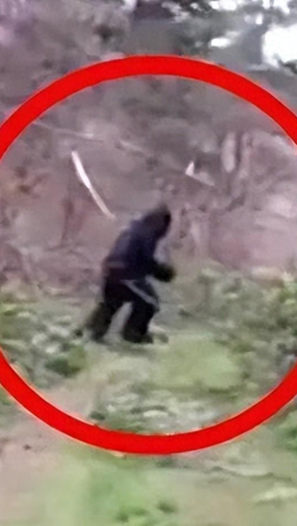 Theo lời kể chi tiết của Bùi Hoài Xuân, khi ông đang đi ngang qua một vách đá dốc đứng, bất ngờ nghe thấy tiếng đá vụn lăn xuống từ phía trên. Nhìn lên, ông thấy một bóng hình khổng lồ đang di chuyển trên vách núi, hành động nhẹ nhàng đến khó tin.