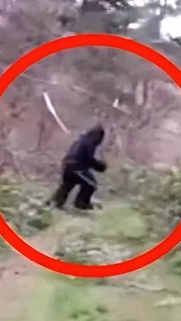 Theo lời kể chi tiết của Bùi Hoài Xuân, khi ông đang đi ngang qua một vách đá dốc đứng, bất ngờ nghe thấy tiếng đá vụn lăn xuống từ phía trên. Nhìn lên, ông thấy một bóng hình khổng lồ đang di chuyển trên vách núi, hành động nhẹ nhàng đến khó tin.