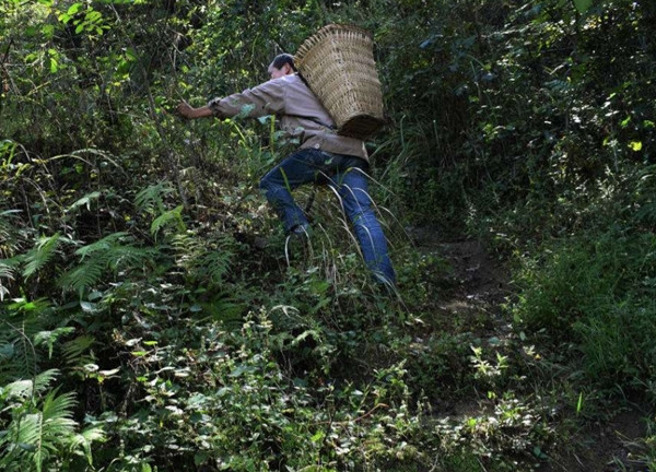 Vào một buổi sáng năm 2015, một cư dân lớn tuổi tên Bùi Hoài Xuân đã bất ngờ gặp phải một sinh vật kỳ bí cao hơn 2 mét trong khi đi hái thuốc tại núi Trường Bạch. Sự kiện bất ngờ này đã làm dấy lên sự quan tâm trở lại về truyền thuyết bị chôn vùi từ lâu, đó là truyền thuyết có "dã nhân" trong núi bắt cóc đàn ông để duy trì nòi giống.