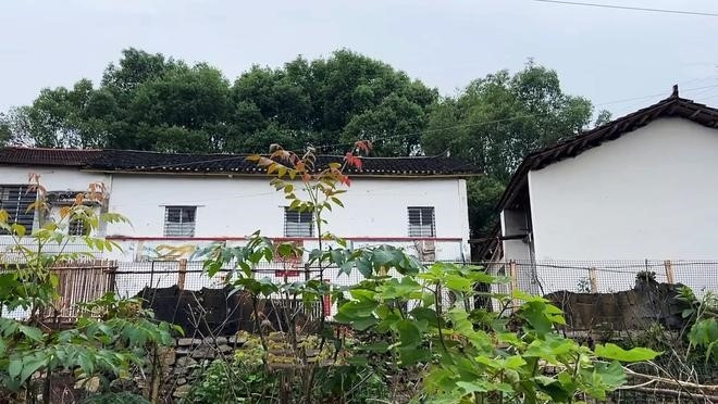 Theo truyền thông địa phương, sự việc bắt đầu vào tháng 1/2010 khi Trương Linh vừa tốt nghiệp và làm việc trong lĩnh vực bán hàng tại thành phố. Tuy nhiên, do công việc này không được gia đình chấp thuận, cô buộc phải từ bỏ.