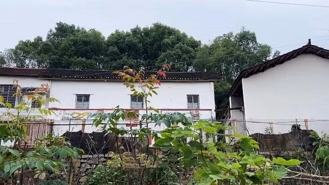 Theo truyền thông địa phương, sự việc bắt đầu vào tháng 1/2010 khi Trương Linh vừa tốt nghiệp và làm việc trong lĩnh vực bán hàng tại thành phố. Tuy nhiên, do công việc này không được gia đình chấp thuận, cô buộc phải từ bỏ.