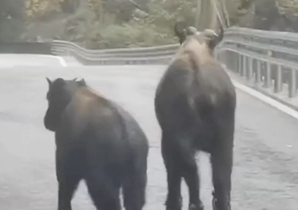 Những bước chạy lóng ngóng của chúng tạo ra hình ảnh thú vị và kỳ quái, danh xứng với thực của một sinh vật bước ra từ truyền thuyết núi rừng.