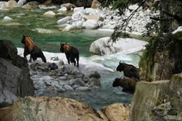 Hình dáng của chúng là sự pha trộn giữa nhiều loài, mặt giống nai, cặp sừng như linh dương, sống lưng như gấu nâu hoặc lạc đà, đôi chân sau tựa linh cẩu, đuôi giống dê núi và toàn bộ cơ thể thì như bò rừng. Chính vì thế, chúng có vẻ ngoài vừa bí ẩn vừa kỳ dị, khiến người ta phải trầm trồ ngạc nhiên.