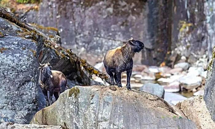 Được liệt vào danh sách các loài động vật trọng yếu quốc gia của Trung Quốc, loài linh ngưu kỳ thú này vừa là hiện thân của thiên nhiên hùng vĩ vừa như một huyền thoại sống, là hình ảnh biểu trưng của những bí mật vẫn chưa được khám phá hết giữa núi rừng đại ngàn.