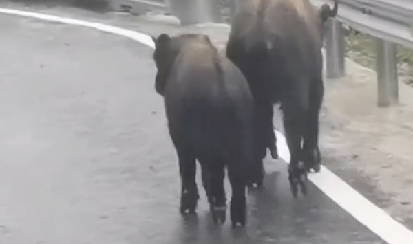 Theo truyền thông địa phương, cảnh tượng kỳ lạ này xảy ra khi hai con linh ngưu Cống Sơn xuất hiện trên con đường phủ băng đá, bốn chân trông như được đặt trên mũi giày cao gót, "nhón chân" chạy đi đầy duyên dáng nhưng cũng không kém phần ngộ nghĩnh.