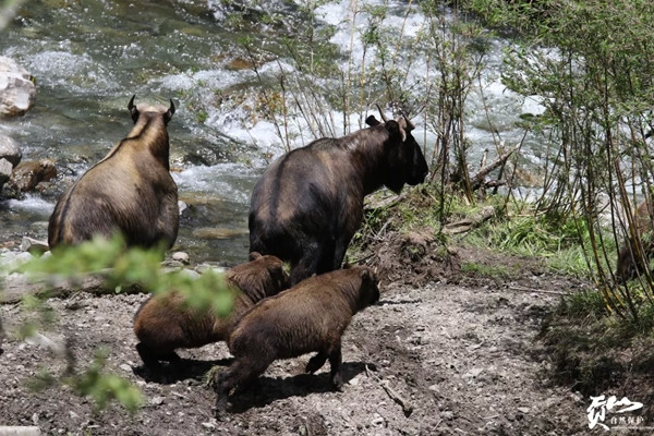 Linh ngưu Cống Sơn là loài động vật ăn cỏ cỡ lớn, những cá thể đực trưởng thành có thể nặng từ 180kg - 300kg, dài từ 170 đến 200cm, còn con cái thì nhỏ hơn một chút. Từng được ghi nhận là loài có khả năng tự vệ cao, chúng trở thành loài vật bí hiểm trong khu rừng Vân Nam, nơi thiên nhiên hoang sơ vẫn bảo vệ cho những sinh vật hiếm hoi còn sót lại từ thời tiền sử.