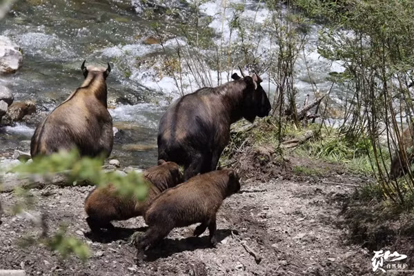 Linh ngưu Cống Sơn là loài động vật ăn cỏ cỡ lớn, những cá thể đực trưởng thành có thể nặng từ 180kg - 300kg, dài từ 170 đến 200cm, còn con cái thì nhỏ hơn một chút. Từng được ghi nhận là loài có khả năng tự vệ cao, chúng trở thành loài vật bí hiểm trong khu rừng Vân Nam, nơi thiên nhiên hoang sơ vẫn bảo vệ cho những sinh vật hiếm hoi còn sót lại từ thời tiền sử.
