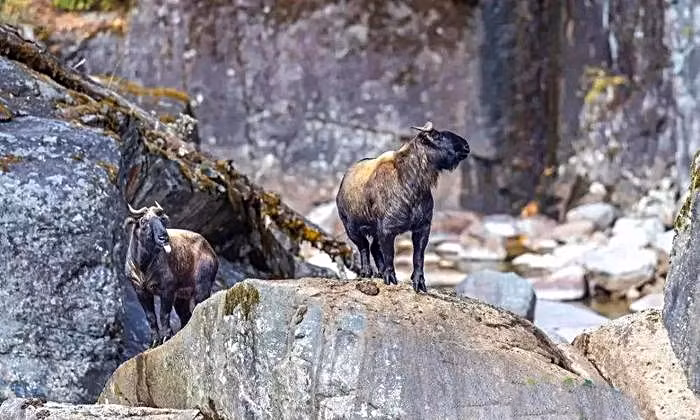 Được liệt vào danh sách các loài động vật trọng yếu quốc gia của Trung Quốc, loài linh ngưu kỳ thú này vừa là hiện thân của thiên nhiên hùng vĩ vừa như một huyền thoại sống, là hình ảnh biểu trưng của những bí mật vẫn chưa được khám phá hết giữa núi rừng đại ngàn.