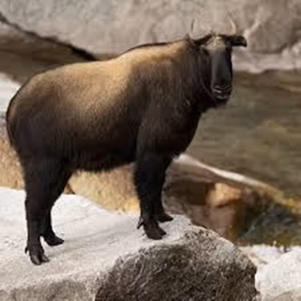 Trong những truyền thuyết địa phương, linh ngưu Cống Sơn còn được xem là loài linh thú của rừng sâu, có khả năng dự báo thời tiết và mang lại may mắn cho những ai tình cờ gặp được chúng. Đặc biệt, loài vật này thường xuất hiện sau những đợt băng giá và mưa lớn, khi rừng xanh trở lại sự sống, như một lời chúc lành của thiên nhiên cho muôn loài.