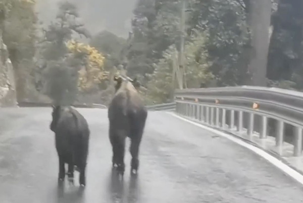 Vài ngày trước, loài linh thú độc đáo có tên gọi linh ngưu Cống Sơn hay còn được biết đến với cái tên trâu rừng Tây Tạng vừa xuất hiện tại khu vực sông Độc Long Giang thuộc tỉnh Vân Nam, Trung Quốc, khiến người dân và du khách xôn xao.