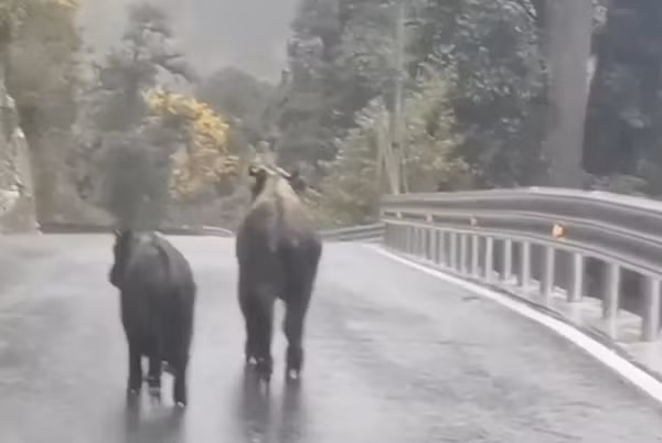 Vài ngày trước, loài linh thú độc đáo có tên gọi linh ngưu Cống Sơn hay còn được biết đến với cái tên trâu rừng Tây Tạng vừa xuất hiện tại khu vực sông Độc Long Giang thuộc tỉnh Vân Nam, Trung Quốc, khiến người dân và du khách xôn xao.