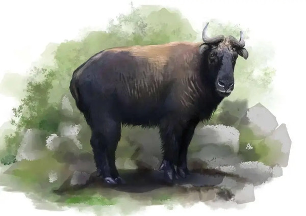 Khi hai con linh ngưu này phát hiện có xe đang tiến đến phía sau, chúng giật mình, cố gắng tăng tốc chạy trên lớp băng trơn. Đôi chân chúng cố gắng giữ thăng bằng, trông vừa kỳ cục vừa đáng yêu. Cuối cùng, hai con linh ngưu này cũng rời khỏi đường cái và biến mất trong màn rừng xanh sâu thẳm.