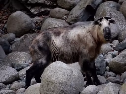 Chúng là biểu tượng của sức mạnh kiên cường, với bộ lông dày và màu nâu vàng đậm đặc trưng, không chỉ giúp chống lại cái lạnh khắc nghiệt mà còn có khả năng chống nước, giữ cho cơ thể luôn khô ráo và ấm áp giữa vùng núi mờ sương.