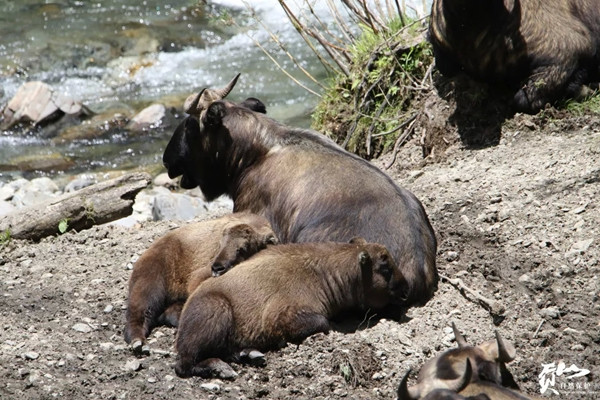 Theo tìm hiểu, linh ngưu Cống Sơn là sinh vật kỳ lạ được mệnh danh là linh thú "lục bất tượng", tức "sáu không giống".
