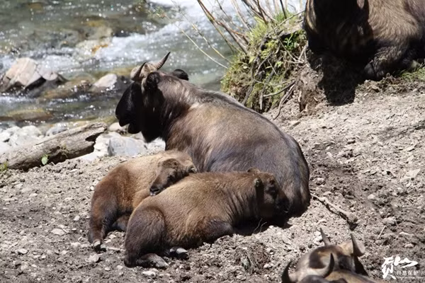 Theo tìm hiểu, linh ngưu Cống Sơn là sinh vật kỳ lạ được mệnh danh là linh thú "lục bất tượng", tức "sáu không giống".