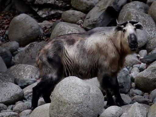 Chúng là biểu tượng của sức mạnh kiên cường, với bộ lông dày và màu nâu vàng đậm đặc trưng, không chỉ giúp chống lại cái lạnh khắc nghiệt mà còn có khả năng chống nước, giữ cho cơ thể luôn khô ráo và ấm áp giữa vùng núi mờ sương.