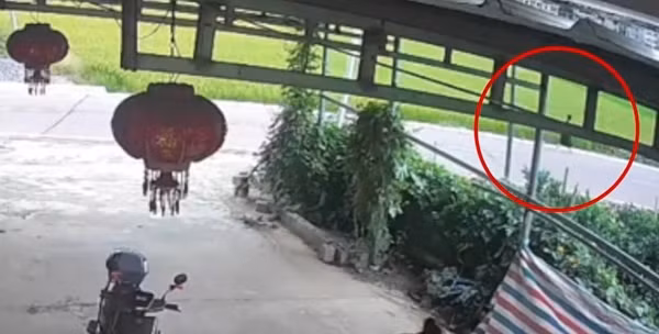 Cư dân mạng bày tỏ quan điểm như "Hãy xét xử những người từ 13 tuổi trở lên như người trưởng thành", "Hãy khôi phục các trung tâm cải tạo cho trẻ vị thành niên", "Việc bảo vệ trẻ vị thành niên đã trở thành bảo vệ tội phạm vị thành niên", "Đưa tội phạm vị thành niên vào trung tâm cải tạo cho đến 18 tuổi rồi mới xét xử"...