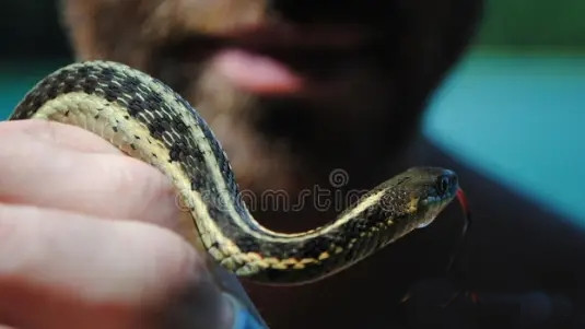 Ông Hàn Vĩnh Ba là người nổi tiếng trong làng với tài bắt rắn. Trong khi người khác sợ hãi mỗi khi thấy rắn, ông Hàn lại coi đó là cơ hội. Ông không chỉ giỏi bắt rắn mà còn đặc biệt yêu thích ăn thịt rắn. Sau mỗi lần bắt được, ông thường chế biến rắn thành những món ăn và thưởng thức như một món đặc sản. Với ông, rắn là nguồn thức ăn bổ dưỡng.