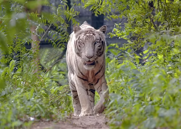 Sự hiện diện của một con hổ trắng được coi là dấu hiệu của sự chuyển giao quyền lực hoặc điềm báo tích cực, người nào may mắn nhìn thấy nó sẽ được ban phước lành trong cuộc sống.