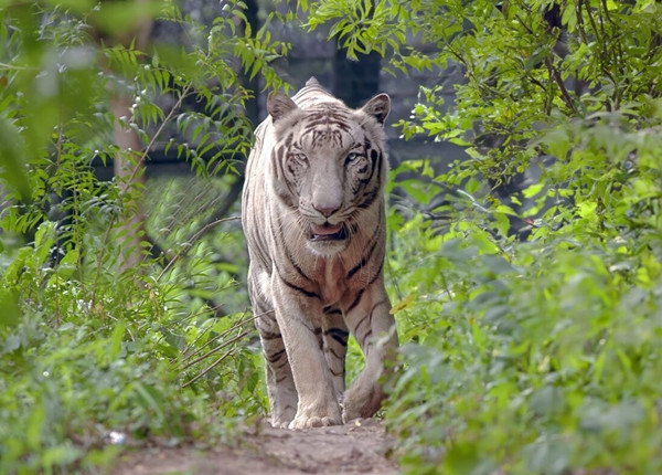 Sự hiện diện của một con hổ trắng được coi là dấu hiệu của sự chuyển giao quyền lực hoặc điềm báo tích cực, người nào may mắn nhìn thấy nó sẽ được ban phước lành trong cuộc sống.