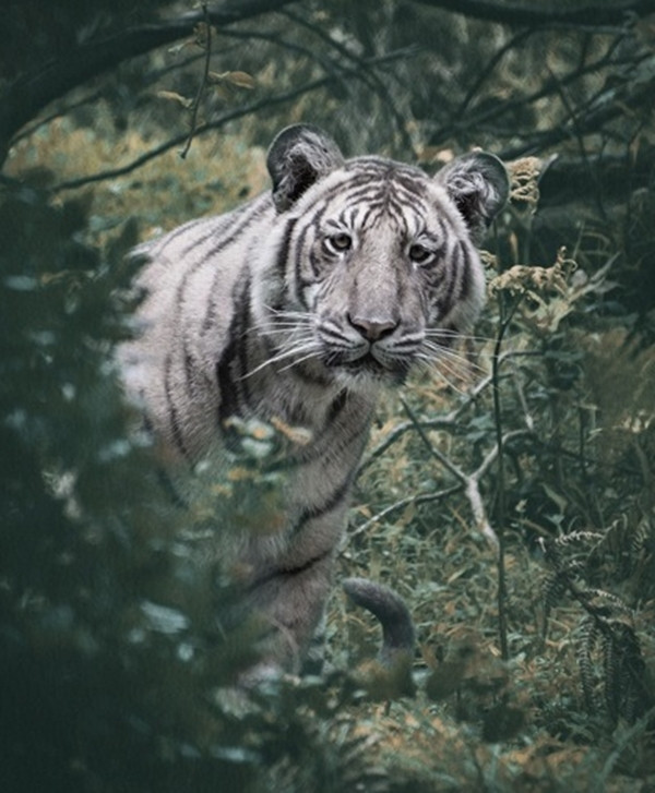 Hổ trắng được xem là hiện thân của các vị thần trong nhiều nền văn hóa châu Á, đặc biệt là ở Ấn Độ. Truyền thuyết kể rằng, khi một con hổ sinh ra với màu lông nhạt hoặc trắng, đó là dấu hiệu của sự can thiệp từ đấng thiêng liêng. Các vị thần hoặc linh hồn bảo hộ của rừng đã ban phước cho những con vật này, khiến chúng trở thành biểu tượng của sự uy nghi và thần thánh.