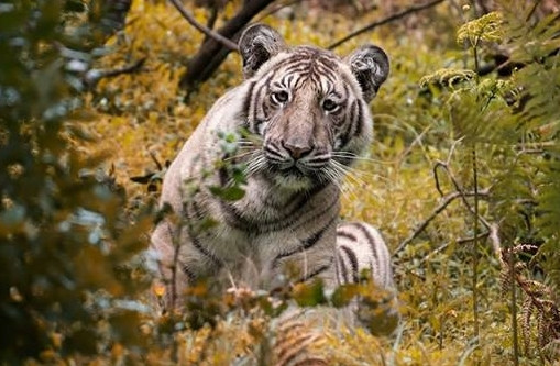 Sự nhạt màu của những cá thể hổ này không phải do bạch tạng, mà do một dạng đột biến gen khiến sắc tố melanin trong lông giảm đi. Biến thể màu sắc này cực kỳ hiếm và chỉ xuất hiện trong một số cá thể hổ đặc biệt. Cũng vì vậy, phải siêu may mắn mới có thể gặp được hổ nhạt.