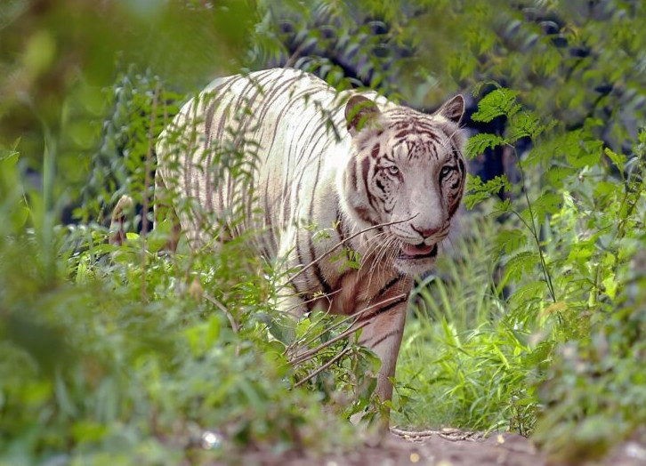 Ngày nay, hổ trắng và hổ nhạt không chỉ tồn tại trong những câu chuyện thần thoại mà còn trở thành biểu tượng bảo tồn quan trọng.