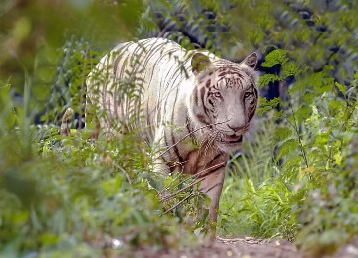 Ngày nay, hổ trắng và hổ nhạt không chỉ tồn tại trong những câu chuyện thần thoại mà còn trở thành biểu tượng bảo tồn quan trọng.
