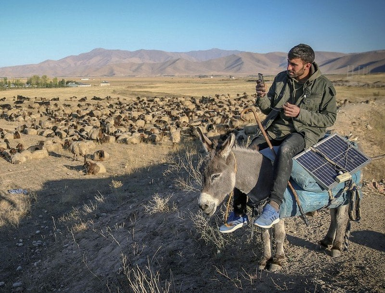 Những người chăn cừu đặt pin điện mặt trời vào túi yên lừa, các tấm pin quấn quanh yên con lừa. Ảnh: Reddit