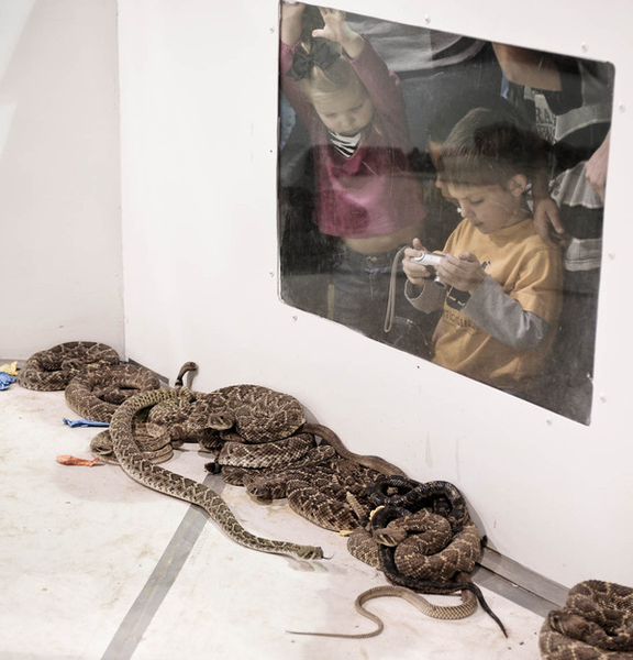 Một số con rắn được đem nhốt vào lồng để trưng bày cho mọi người tham quan.
