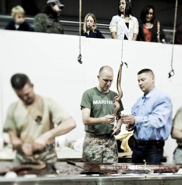 Những con rắn bị treo dọc người lên, giết chết, lột da và lọc xương.