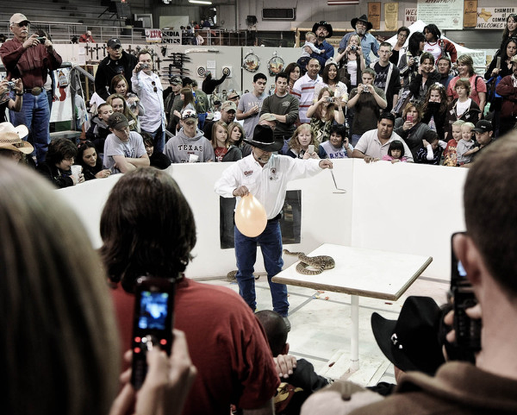 Việc "thảm sát" rắn đuôi chuông là hoạt động chính của lễ hội giết rắn đuôi chuông diễn ra thường niên từ năm 1958 ở Sweetwater, bang Texas, Mỹ, bao gồm chuỗi các sự kiện liên quan đến loài rắn độc.