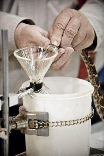 Các con rắn sẽ được đem tới khu thu nọc độc công khai cho mọi người thưởng lãm. Tại đây, bằng kĩ thuật chuyên nghiệp, người ta ép răng nanh của loài rắn này tiết nọc độc ra và cho vào một cái lọ. Theo ban tổ chức, họ sẽ dùng nó để bán cho các hiệp hội nghiên cứu nhằm mục đích chế tạo vắc-xin chống lại nọc độc rắn.