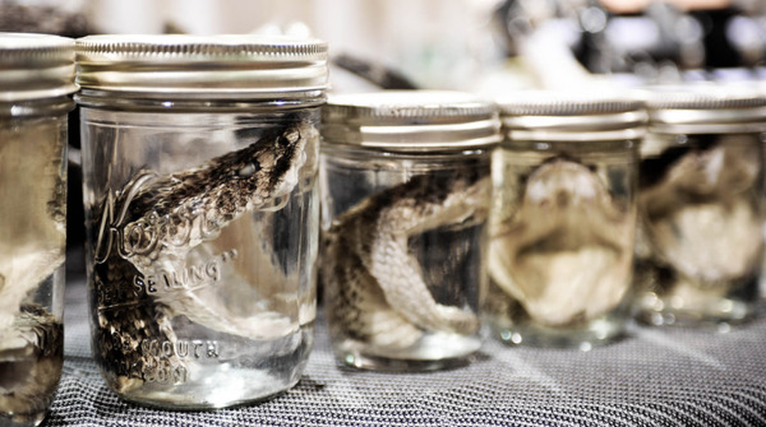 Những chiếc đầu của rắn đuôi chuông cũng được đem ra để kinh doanh.