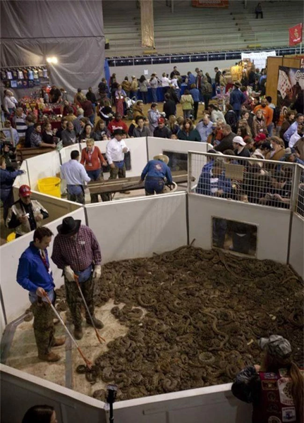 Vào năm 2006 khi số lượng rắn đuôi chuông bị bắt để phục vụ cho lễ hội lên tới 1% dân số loài bò sát này trên toàn nước Mỹ.